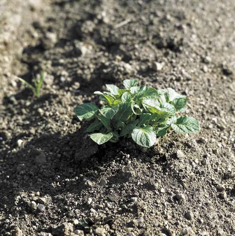 So lautet im Rheinland der Leitspruch zur Unkrautbekämpfung in Kartoffeln. Nur bei unbefriedigender Wirkung der Bodenherbizide erfolgt der Einsatz blattaktiver Herbizide.