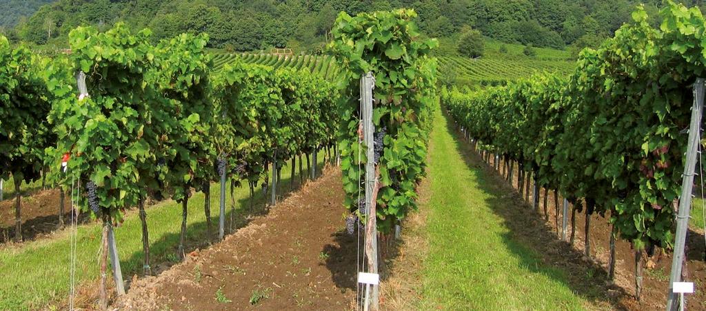 Weinbau Systhane 20 EW das Multitalent gegen Echten Mehltau und Schwarzfäule.