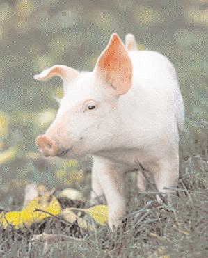 Die Verrechnung der Betriebserhebungen erfolgt einerseits zentral, abgewickelt durch die Landesstelle des Tiergesundheitsdienstes, und andererseits direkt zwischen Tierarzt und Tierhalter.