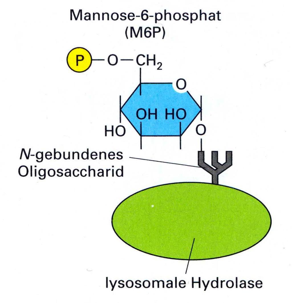 Mannose-6-phosphat an lysosomaler Hydrolase
