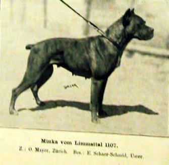 Die Geschichte des Schweizerischen Boxer Clubs 27 Minka vom Limmattal (SBSB 1107) aus der Zucht von Otto Mayer, im Besitz von F. Schaer-Schmid, Uster.