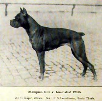 Arno v. Kibo (SHSB 22679) Otto Mayer importiert diesen Rüden aus Deutschland zur Verbesserung der Schweizerzucht. Aus diesem Bild aus dem Hunde-Sport vom 18. Dez.