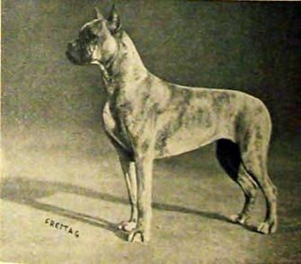 Boxer-Mayer verkaufte Boxer in alle Ecken der Schweiz. Auch Gutknechts in Genf hatten Limmattaler-Boxer Zita vom Limmattal (SHSB 21678) Züchter: Boxer-Mayer, Besitzer F. Schäppi, Zürich.