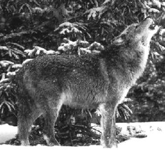 6 Vom Wolf zum privilegierten Haustier zwar aufspürten aber oft nicht zu erlegen vermochten, obwohl das Rudel im Verband angriff.