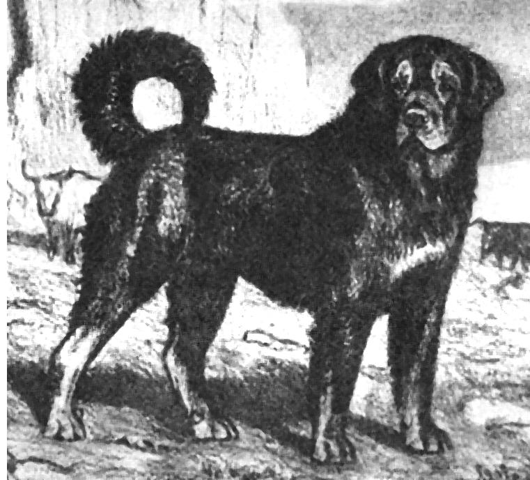 8 Vom Wolf zum privilegierten Haustier schichte des Haushundes dass es zur Zeit der Kelten vor und während der römischen Besetzung Englands den späteren Bullenbeissern ähnliche Hunde gegeben habe,