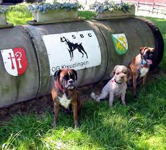 Jährlich wiederkehrend führen wir jeweils anfangs Juli den BOXER- SPRINT, ein Plauschhunderennen für Jedermann durch.