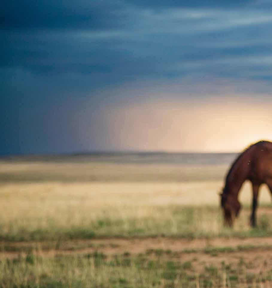 Auf den Spuren der amerikanischen Mustangs Gefangen in der Freiheit Sie sind der Inbegriff von Wildnis, Weite und Unberührtheit.