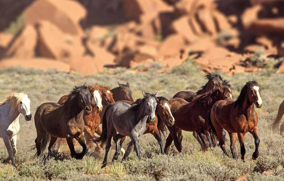 Im Laufe der Jahrzehnte haben sich verschiedene Mustang-Typen entwickelt. Sie werden gefangen. Tausende wildlebende Pferde versuchen, diesem Schicksal zu entfliehen, aber es gibt keinen Ausweg.