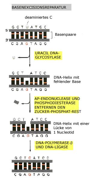 Page 2 of 6 DNA-Ligase DNA-Ligasen reparieren Einzelstrangbrüche (3'-OH, 5'-Phosphat) (siehe 3.7). 4.