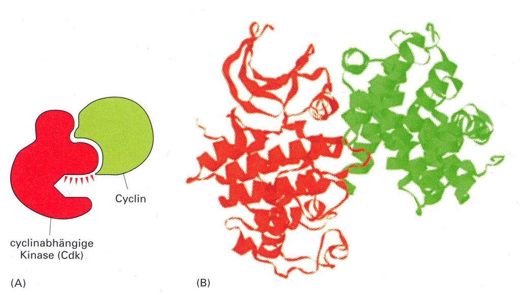 Der Cyclin/Cdk-Komplex Alberts et al.