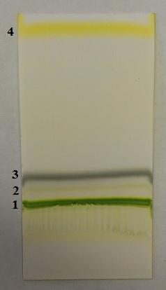 Abb. 5 - Farbzonen des Blattgrüns Deutung: Die einzelnen Farbzonen stellen die Bestandteile des Blattes dar.