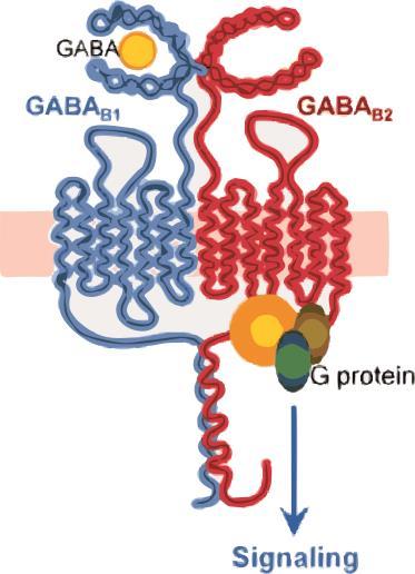 GABA B -Rezeptoren konnten im Zentralnervensystem, im peripheren Nervensystem und in peripheren Organen identifiziert werden (Filip et al., 2015).
