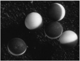 Dies ist einer der Gründe, weshalb sich die Frösche und auch die Eizellen (Oozyten) für die Arbeit im Labor sehr gut eignen, da sie relativ widerstandsfähig sind.