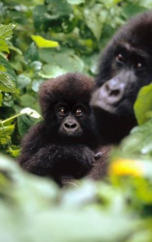 Daher ernähren sie sich hauptsächlich von den Blättern, Mark und Stängeln diverser Stauden und Kräuter. Sozialverhalten und Fortpflanzung Martin Harvey / WWF- Canon Gorillas leben im Familienverbund.