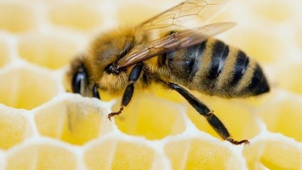 Verwendung von Honig Honig war lange Zeit das einzige Süssungsmittel, nicht nur als