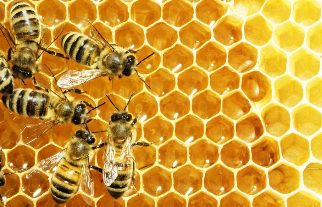 Warum machen Bienen Honig? Für uns Menschen?