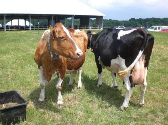 Lebensleistung Für rentable Produktion mindestens ca. 30000 L Lebensleistung nötig Holstein-Betriebe aktuell bei ca.