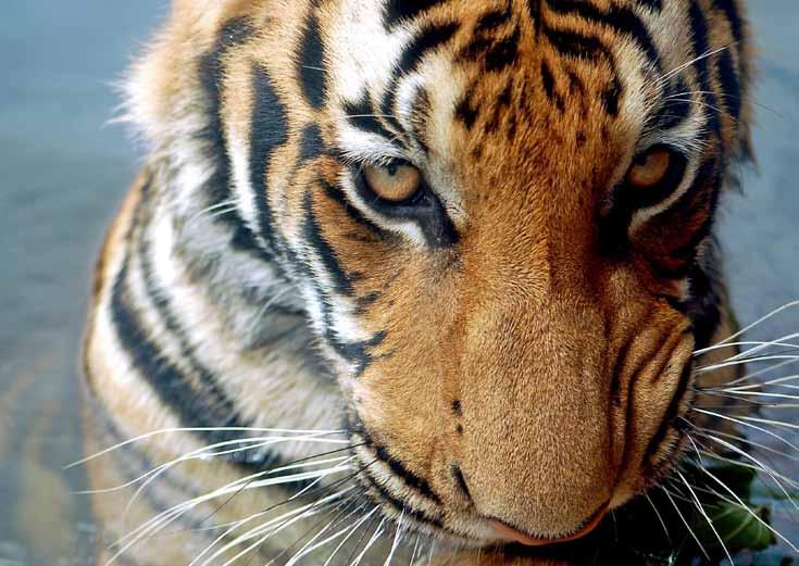 National Geographic Stock / Michael Nichols / WWF Tiger IM GRENZGEBIET Dawna-Tenasserim/Thailand Vor 100 Jahren streiften noch etwa 100.000 Tiger durch Asien.