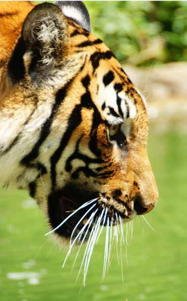 Ziele Ein umfassendes Schutzprogramm verfolgt das Ziel, die Überlebenschancen der wild lebenden Tiger dieser Region zu sichern und zu erhöhen, ihre Lebensräume zu erhalten und zu verbinden und die