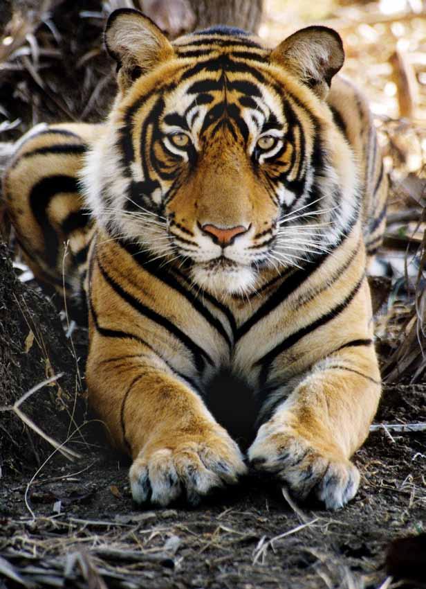 Vivek R. Sinha / WWF-Canon Werden Sie Pate unter www.rette-den-tiger.at! Helfen Sie mit Ihrer Patenschaft die letzten wild lebenden Tiger zu retten. Danke!