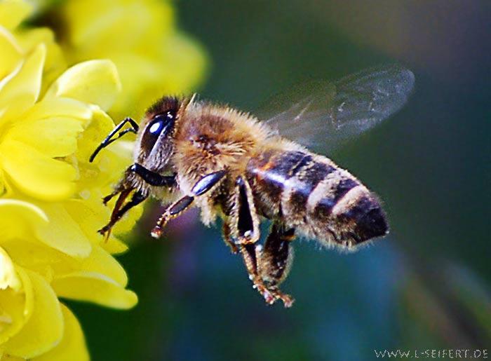 Bienen sind durch technische HS-Felder existenziell bedroht Bild: Lothar Seifert Schon Albert Einstein warnte: Wenn die Biene einmal von der Erde