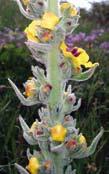 Attisch-Ragwurz, Ophrys attica; Spruner-Ragwurz, Ophrys