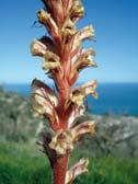 Östlich-Tragant, Astragalus lusitanicus subsp.