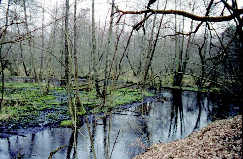Verbreitung in Gewässerlandschaften und Regionen nach BRIEM (2003): Gewässermorphologie- Übersichtsfoto eines Beispielgewässers: Ökoregion unabhängiger Ty