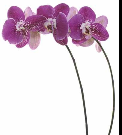 14 15 Wähle Deutschland s Top-Orchidee In einem einzigartigen Orchideen-Casting sucht SERAMIS gemeinsam mit Dir Deutschlands Top-Orchidee!