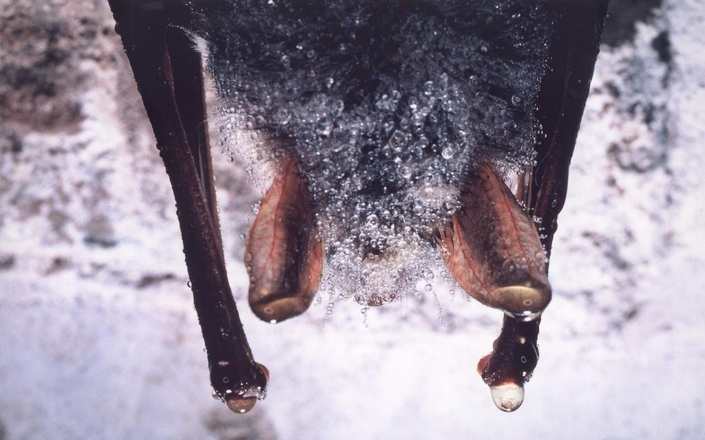 LEBENSRAUM sischen Grenzgebiet dienen zahlreichen Fledermäusen als Lebensraum (z.b. Weishaar 1992).