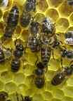 Bienenwachs wird vor allem für die Herstellung von neuen Waben verwendet. Bienenwachskerzen gehören zu den ältesten Lichtspendern.