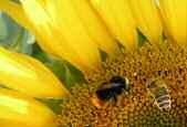 Bienen benötigen eine intakte Umwelt Die Biene ist die wichtigste Bestäuberin von Nutz- und Wildpflanzen und spielt somit eine zentrale Rolle in unserem Leben und in der gesamten Natur.