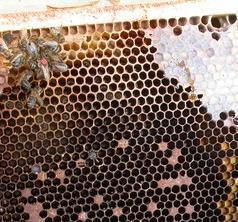 Winterbienen Kritischer Zeitraum: Spätsommer/Herbst! Winterbienen werden aufgezogen, sollen bis ins Frühjahr überleben!