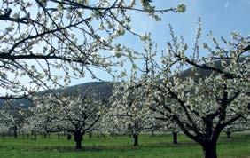 Der Kirschenanbau und sein weißes Blütenmeer prägten seit Jahrhunderten neben dem Wein das romantische Landschaftsbild des Oberen Mittelrheintals.