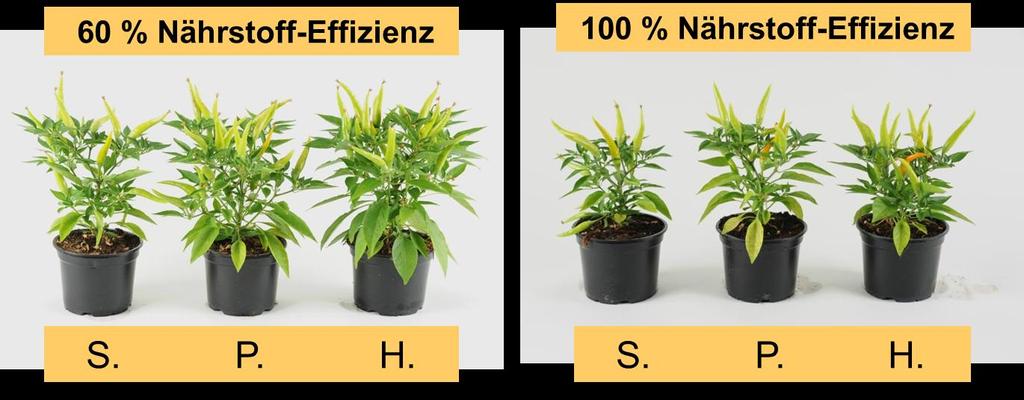 9: Variante Substratmischung Einzelpflanzen - mit unterschiedlicher Nährstoff- Effizienz und drei