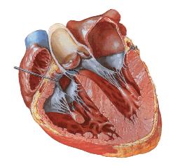 Das Gefäßsystem Druckverläufe Aorta : 120 / 80 mmhg Arteria pulmonalis (nicht dargestellt) : 22 / 10 mmhg