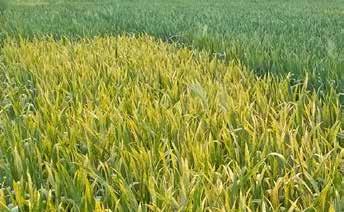 Getreidefungizide Nachhaltigkeit Leguminosen Rüben Kartoffeln Mais Stickstoff-Management Getreide exzellente Wirkung und besonders hohe Wirtschaftlichkeit: + 41 dt/ha und > 400 /ha.