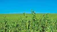 Leguminosen Getreide Segment Einsatzkulturen Herbizid zur Bekämpfung von Unkräutern und Ungräsern Ackerbohnen, Erbsen, Soja, Lupine-Arten Herbizid zur Bekämpfung zweikeimblättriger Unkräuter