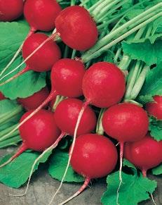 Saattiefe: 2 3 cm Pflanzabstand: 10 15 cm Radieschen Cherry Belle Rettich