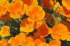 40 cm Goldmohn, orange Blütezeit: März Juni Juni Oktober