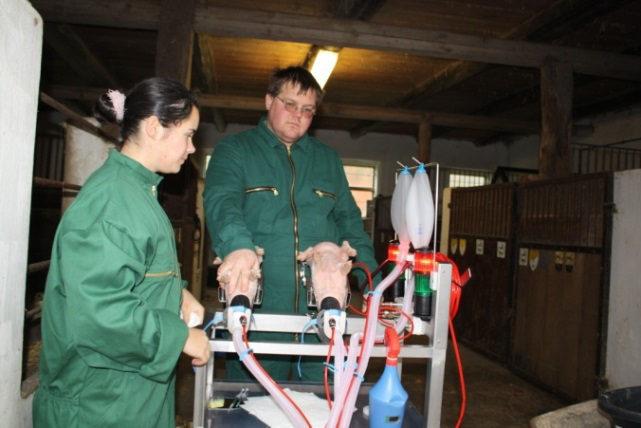 Tierschutz in der Schweinehaltung - Wir sparen