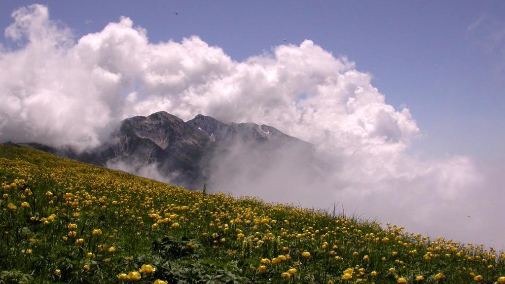 Schweizerische Botanische Gesellschaft (organisiert von Botanikreisen) Insubrische Flora und Vegetation am Monte Baldo und in den Prealpi Gardanesi Frühsommerexkursion 2017 vom 30. Mai bis zum 3.