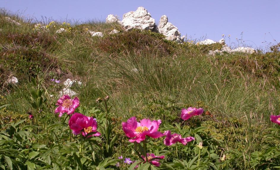 Braun-Blanquet Hahnenfuss (Ranunculus braun-blanquettii) zu finden hoffen. Übernachtung in San Zeno 3.