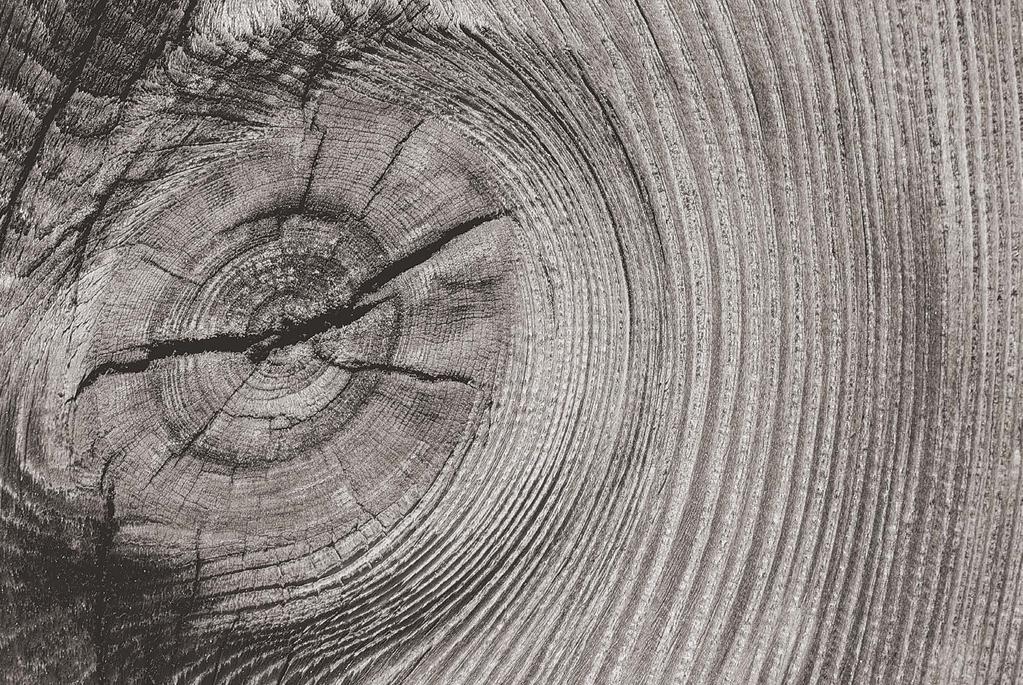 GREYWOOD NUANCENREICHE NATÜRLICHKEIT Natürlich graue Holzfarbtöne sind äußerst gefragt, aber zugleich ist die Reproduktion dieser einzigartigen Wirkung immens komplex.
