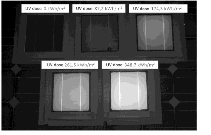 Entwicklung der UV-FL UV-Fluoreszenz bei 534 nm angeregt mit 390 nm Schwarzlicht Fehlerbalken: Abweichung der
