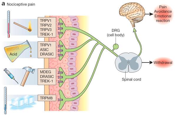Neurophysiologie des Schmerzes Thermisch DRG Chemisch