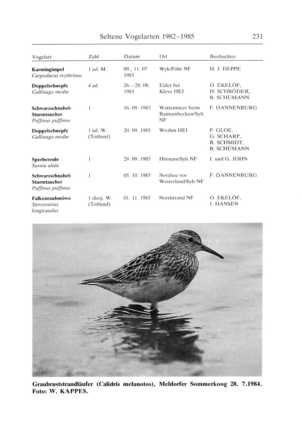 Seltene Vogelarten 1982-1985 231 1 ad. M. 09., 11. 07 Wyk/Föhr H. J. DEPPE 1983 Doppelschnepfe 4 ad. 26.-28. 08. Eider bei 0. EKELÖF, Gallinago media 1983 Kleve HEI H. SCHRÖDER, B.