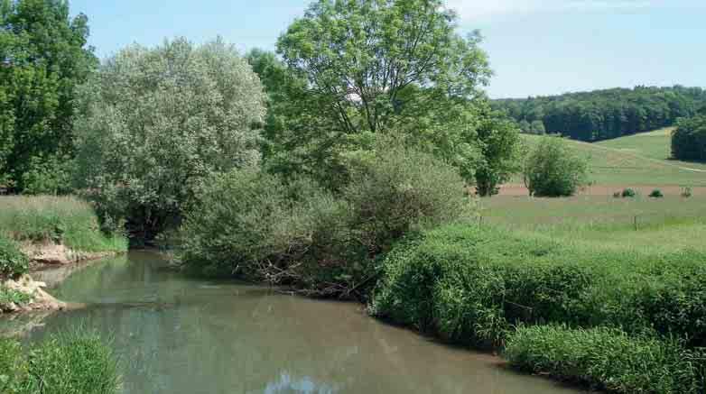13 Eine extensive Bewirtschaftung der Ufer und eine typische Ufervegetation reich an einheimischen Sträuchern und Bäumen führen zu weniger Konflikten mit dem Biber.