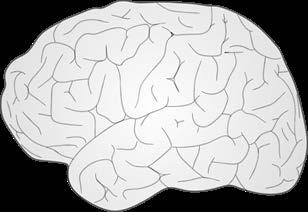 Hier seht Ihr das Gehirn, wenn man von der Seite draufschaut.