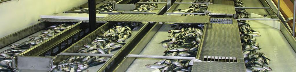 TRANSPORTLÖSUNGEN FÜR DIE FISCHINDUSTRIE. Gerade in anspruchsvollen Hygienebereichen der Fischindustrie wird seit Jahrzehnten auf Modulbänder von SCAN- BELT gesetzt.